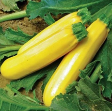 Courgette jaune