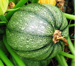 Courgette ronde de nice