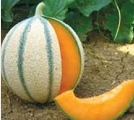 Melon charentais