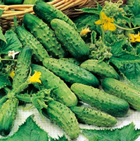 Cornichons
