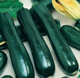 Courgette verte