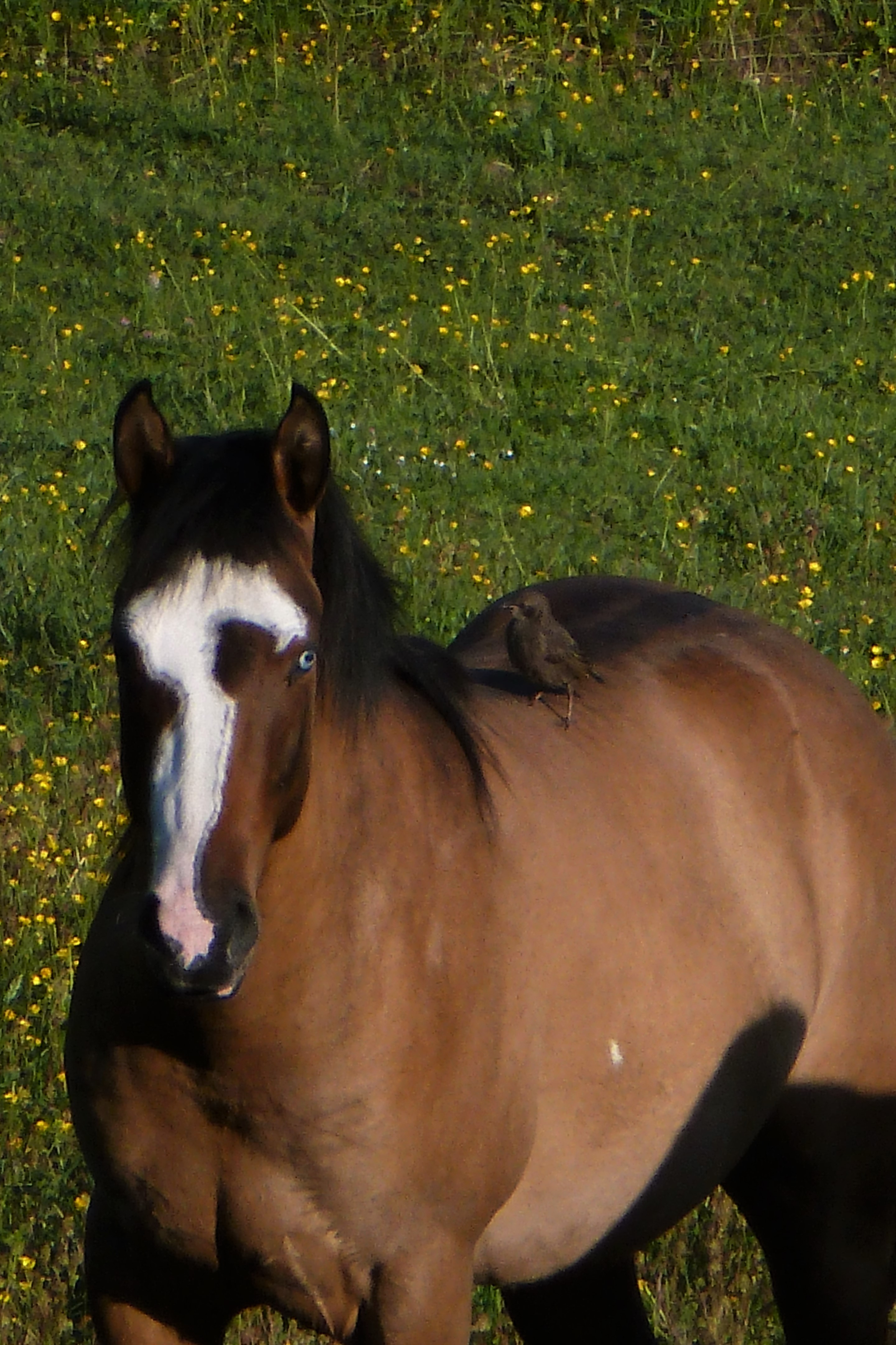 "Harvey Jaz Barmount" Paint-horse fondation / ranch / splash / sabino / overo / dun / little steel dust / jaz mighty mouse / Baldrock Ranch