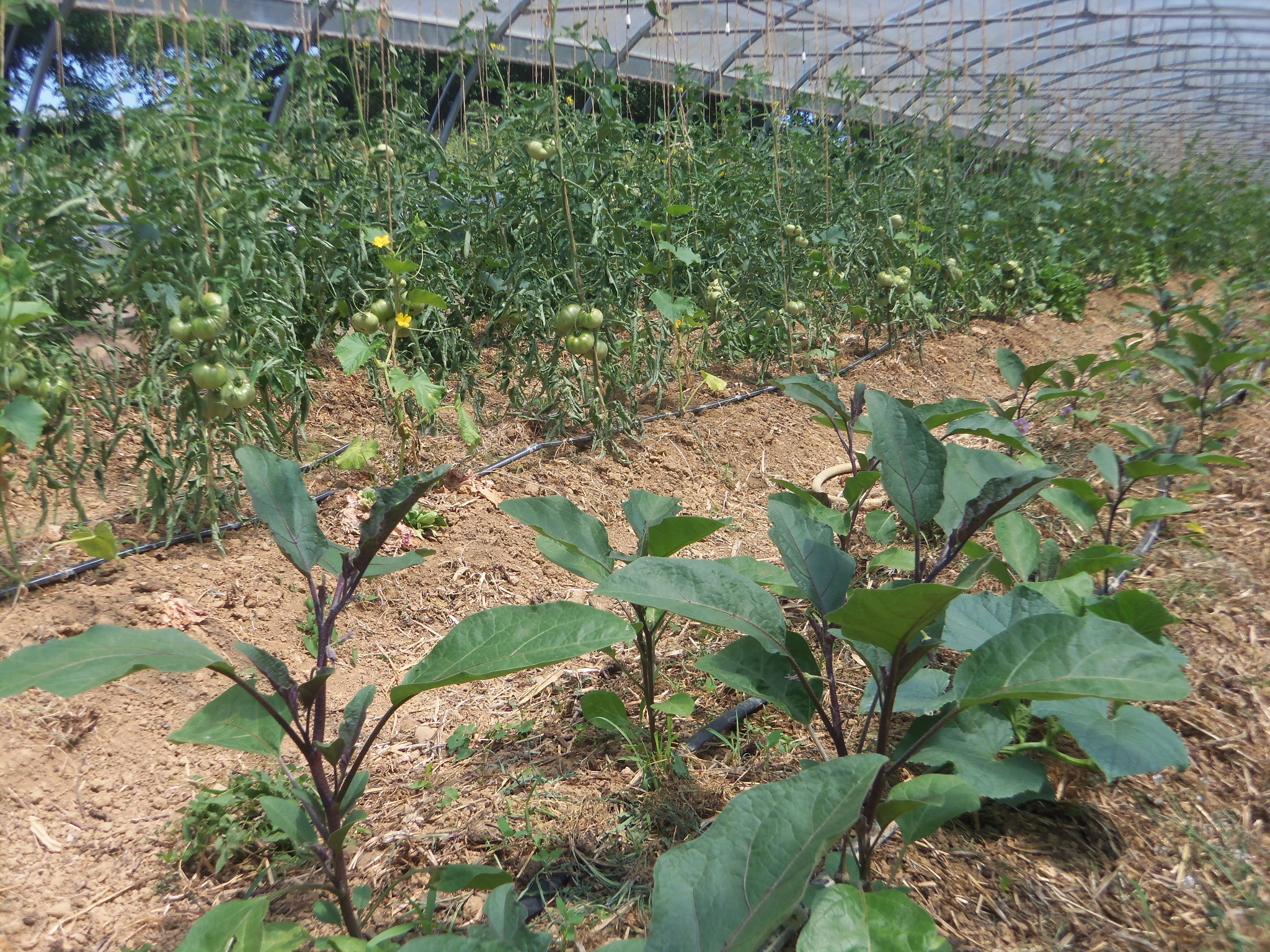Tomates et aubergines en culture sous arbi froid