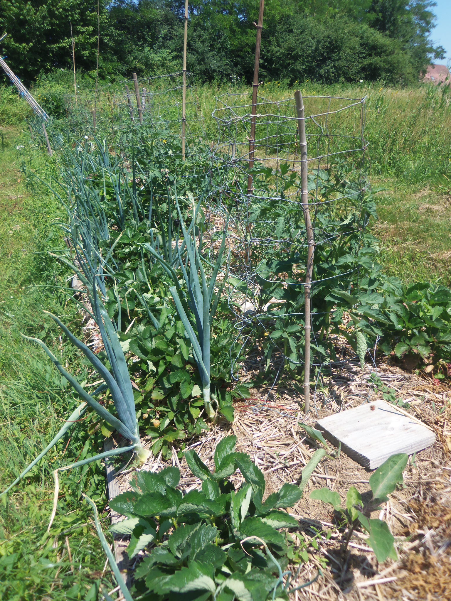 Cultures sur butte : oignons, fraisiers, tomate en cage !