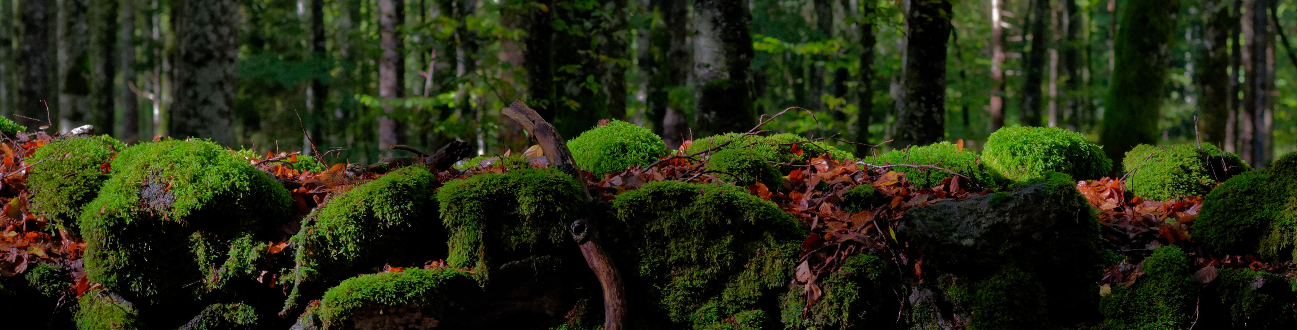 Mur foret pas haute