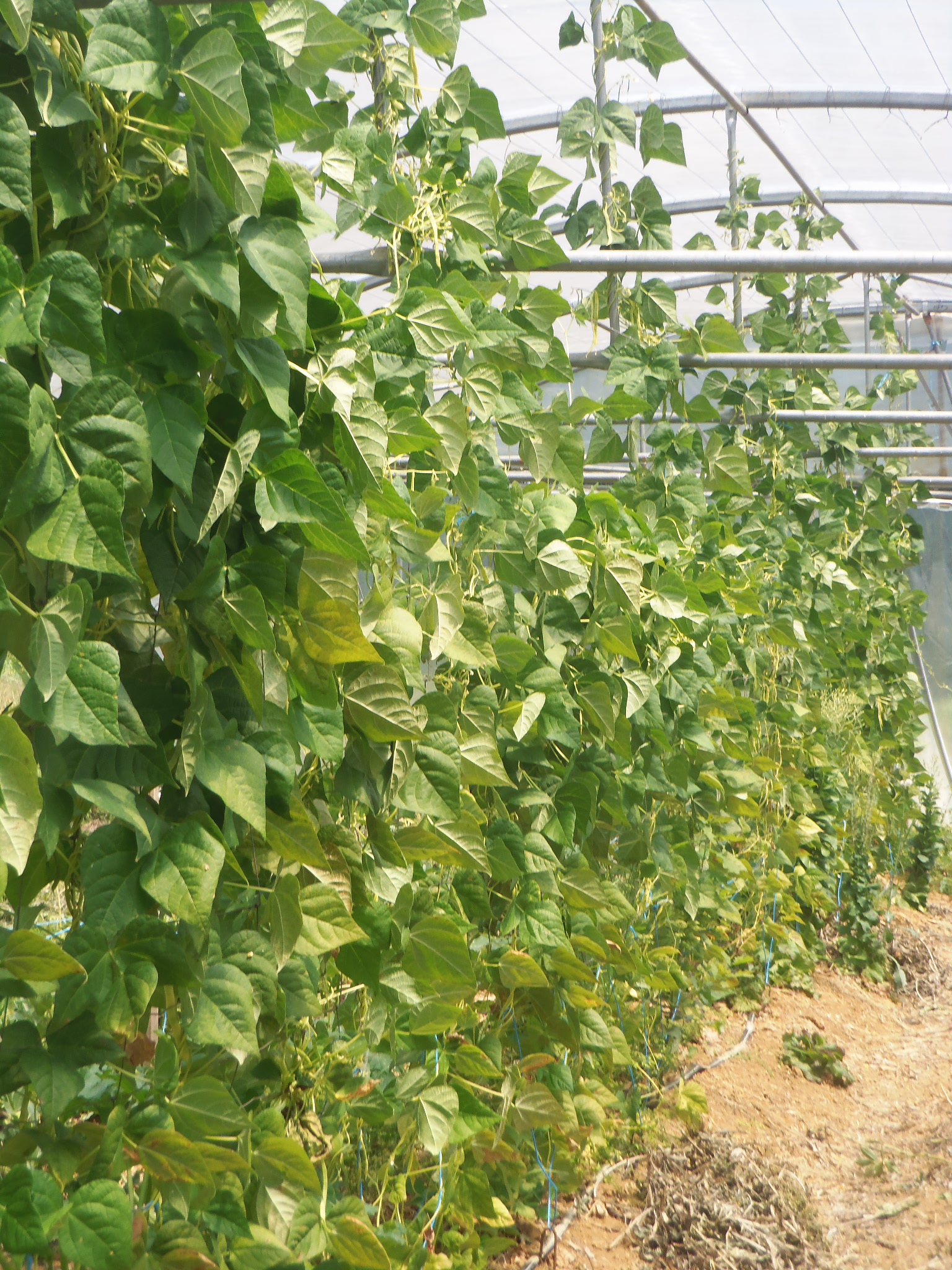 haricots sous serre