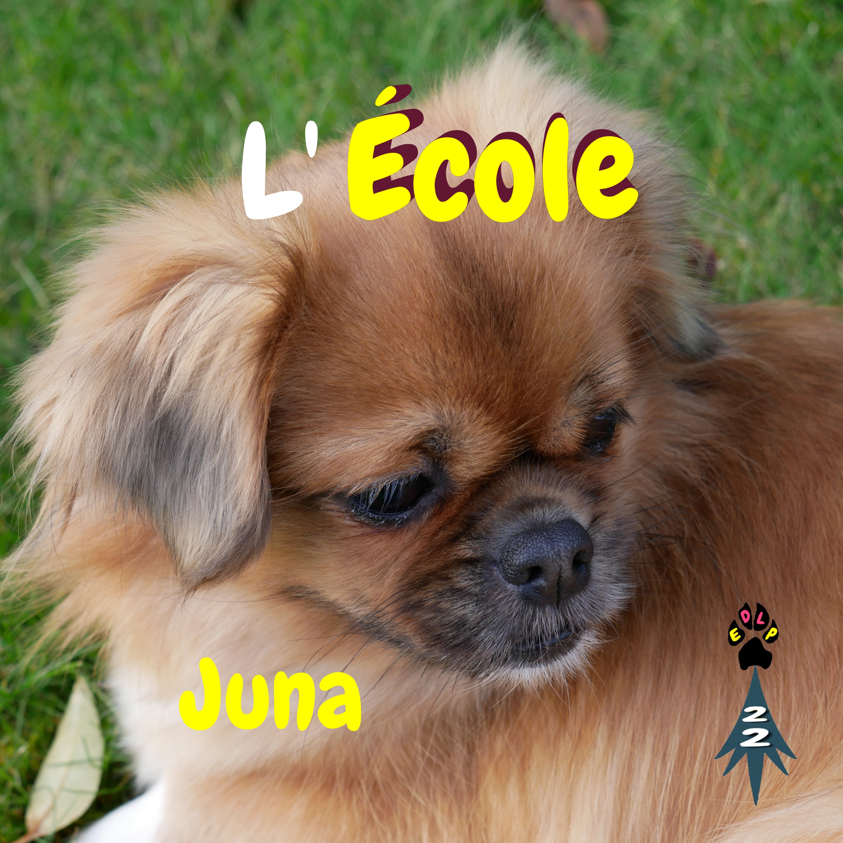 Ecole des loups positive education chiot 3 