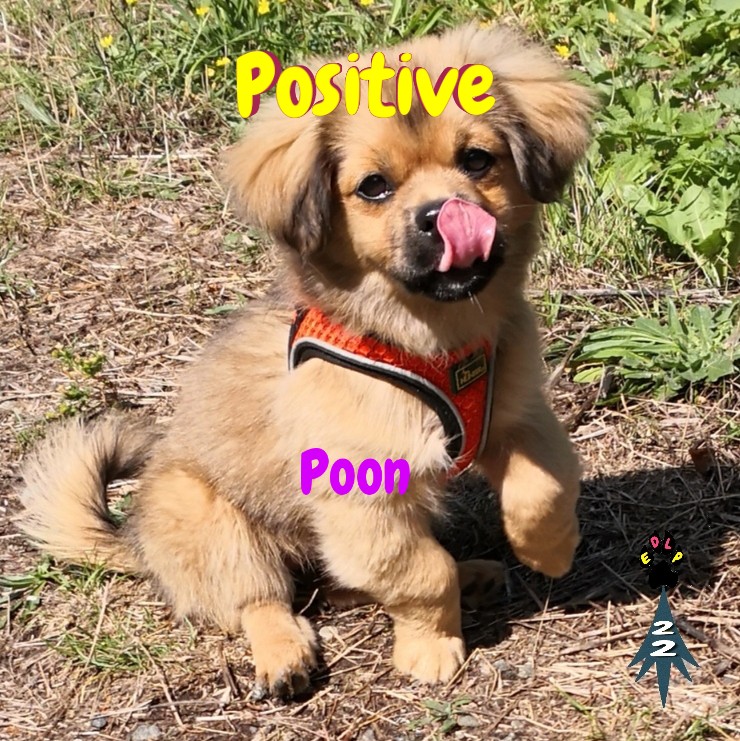 Ecole des loups positive education chiot 5 