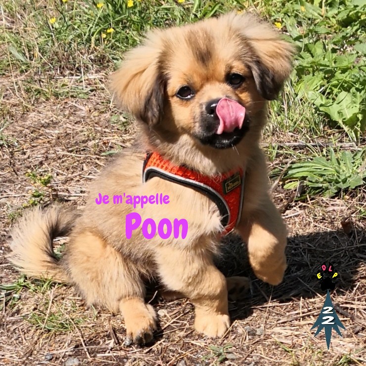 Ecole des loups positive education chiot