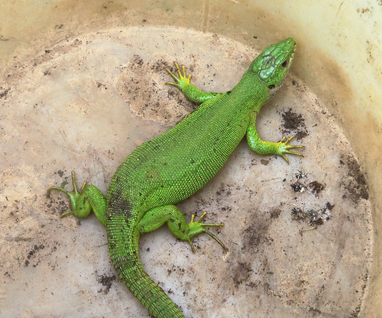 Lézard vert