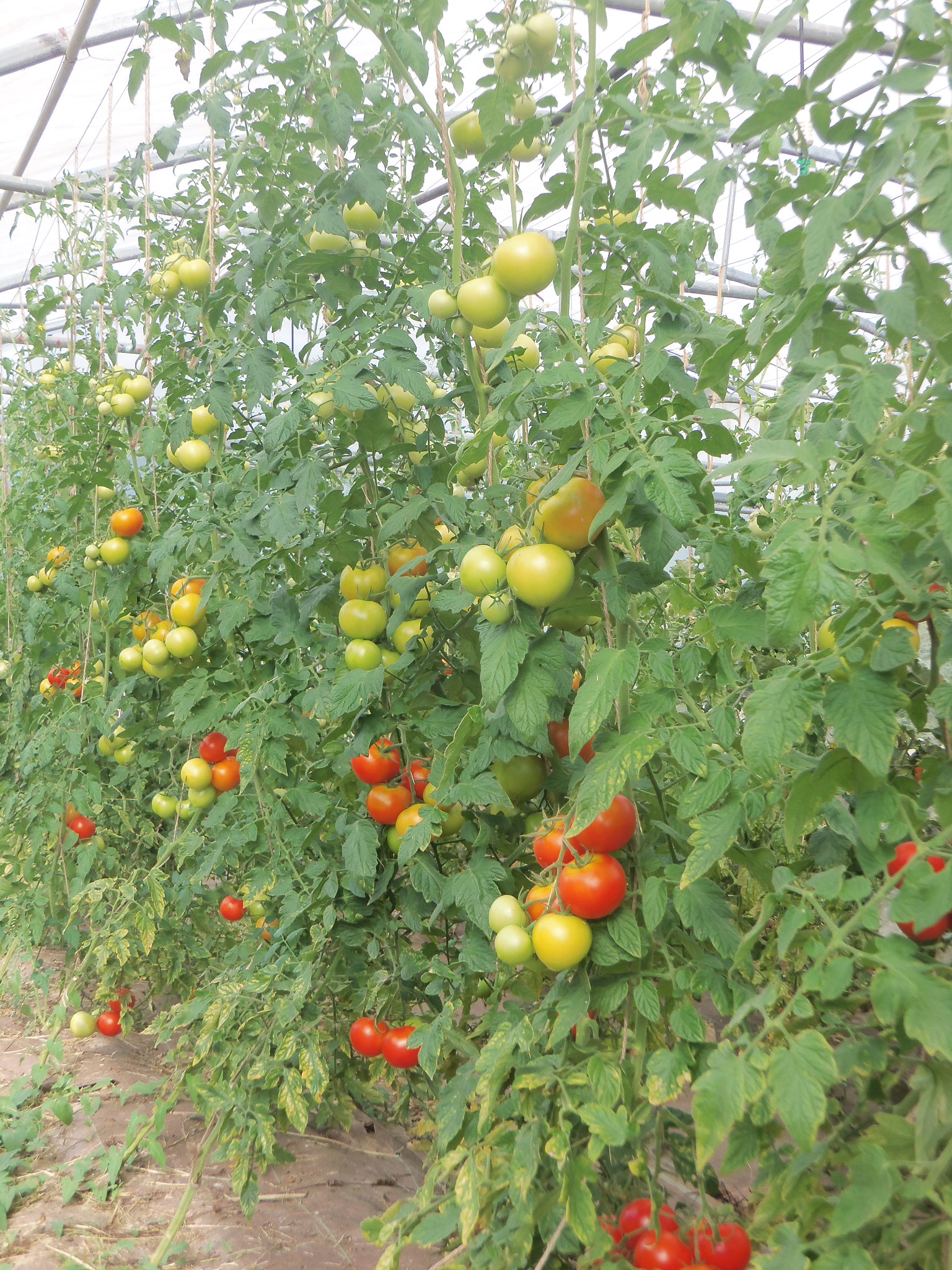 Tomate3