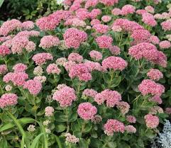 Sedum