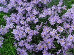 Aster d ete