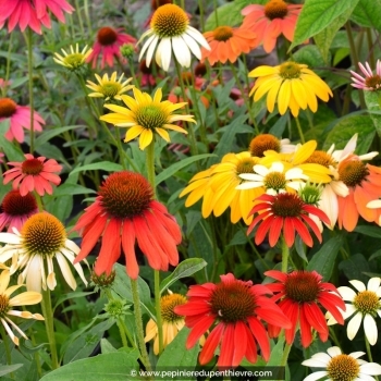 Echinacea purpurea cheyenne spirit 