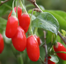 Goji