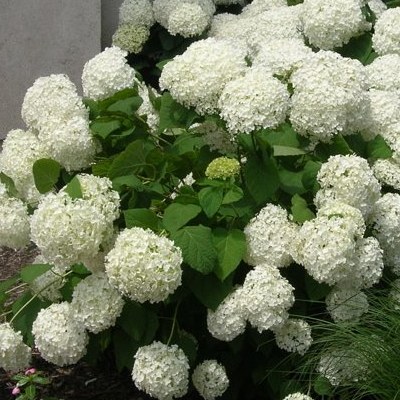 Hydrangea paniculata