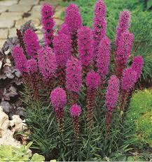 Liatris