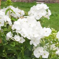 Phlox blanc