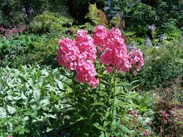 Phlox rose