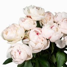 Pivoine blanche