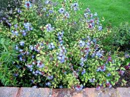 Plumbago rampant
