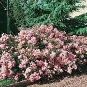 Rosier couvre sol