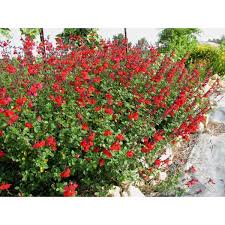 Sauge rouge