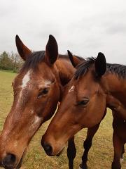 Marlim z IMG 20200420 WA0002 R