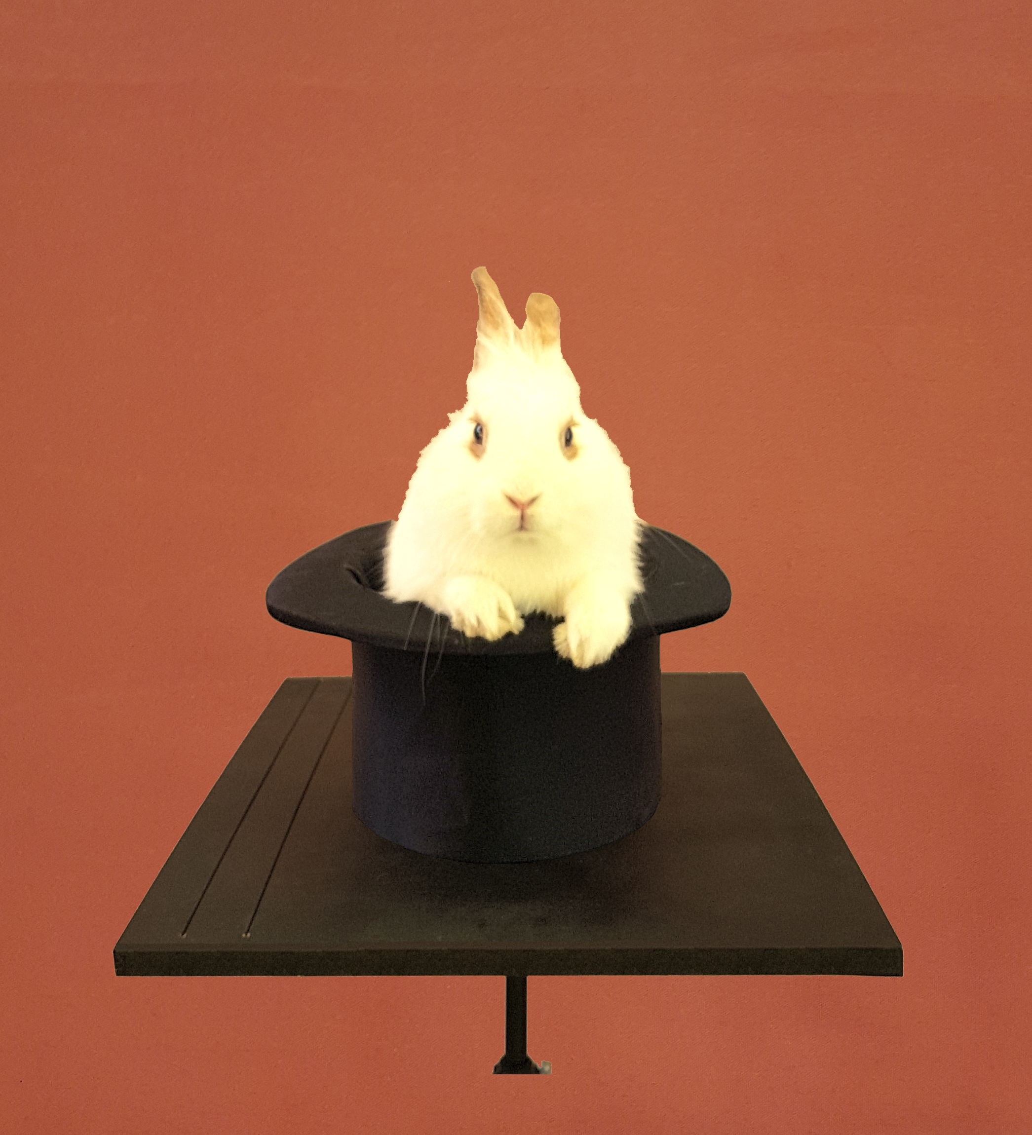 Lapin 6
