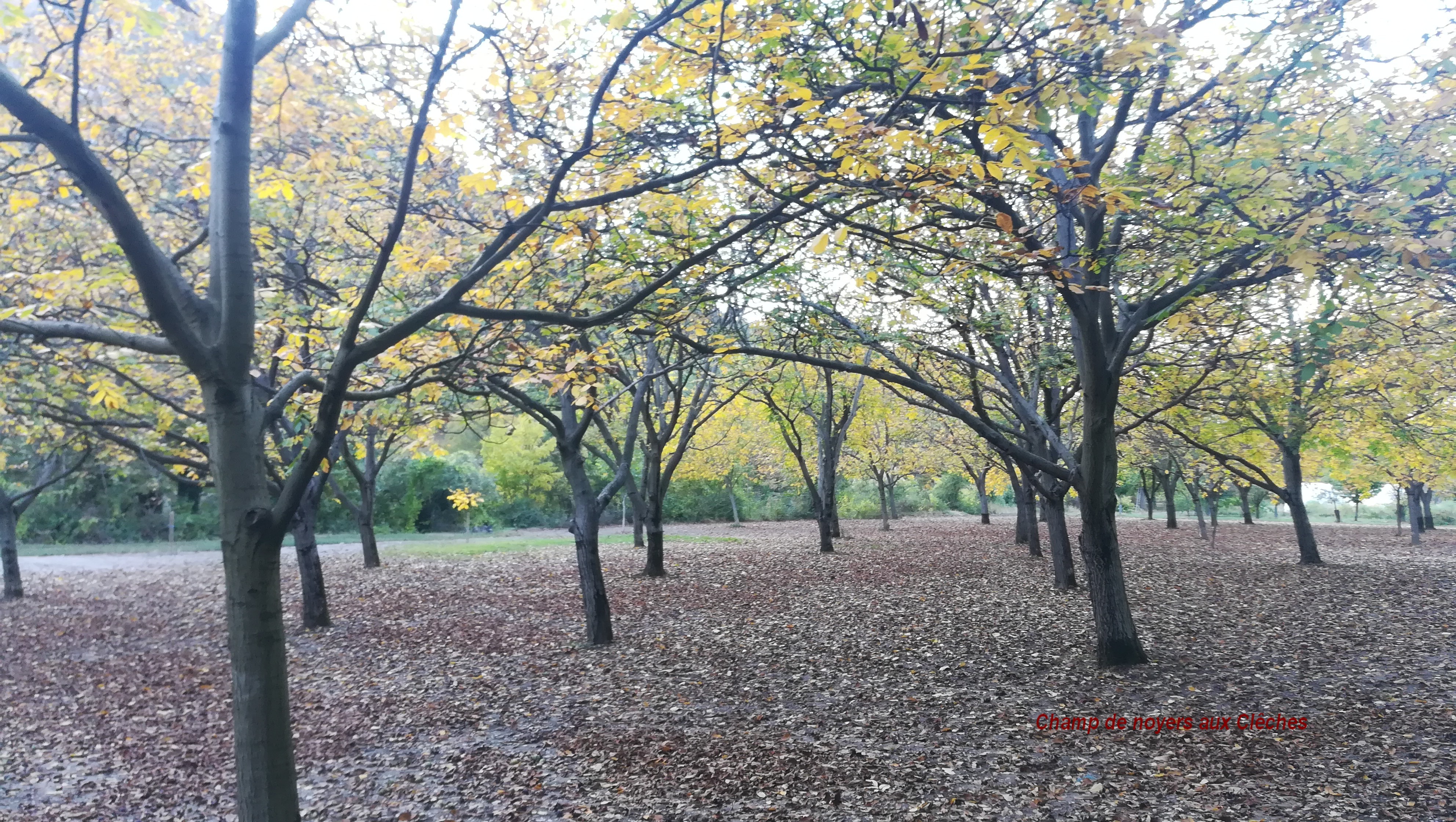 Champs de noyer