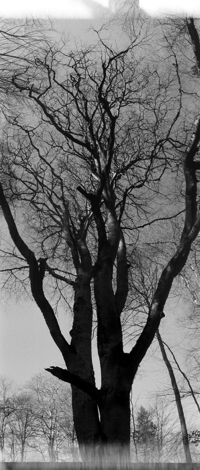 Arbres jumeaux 1600