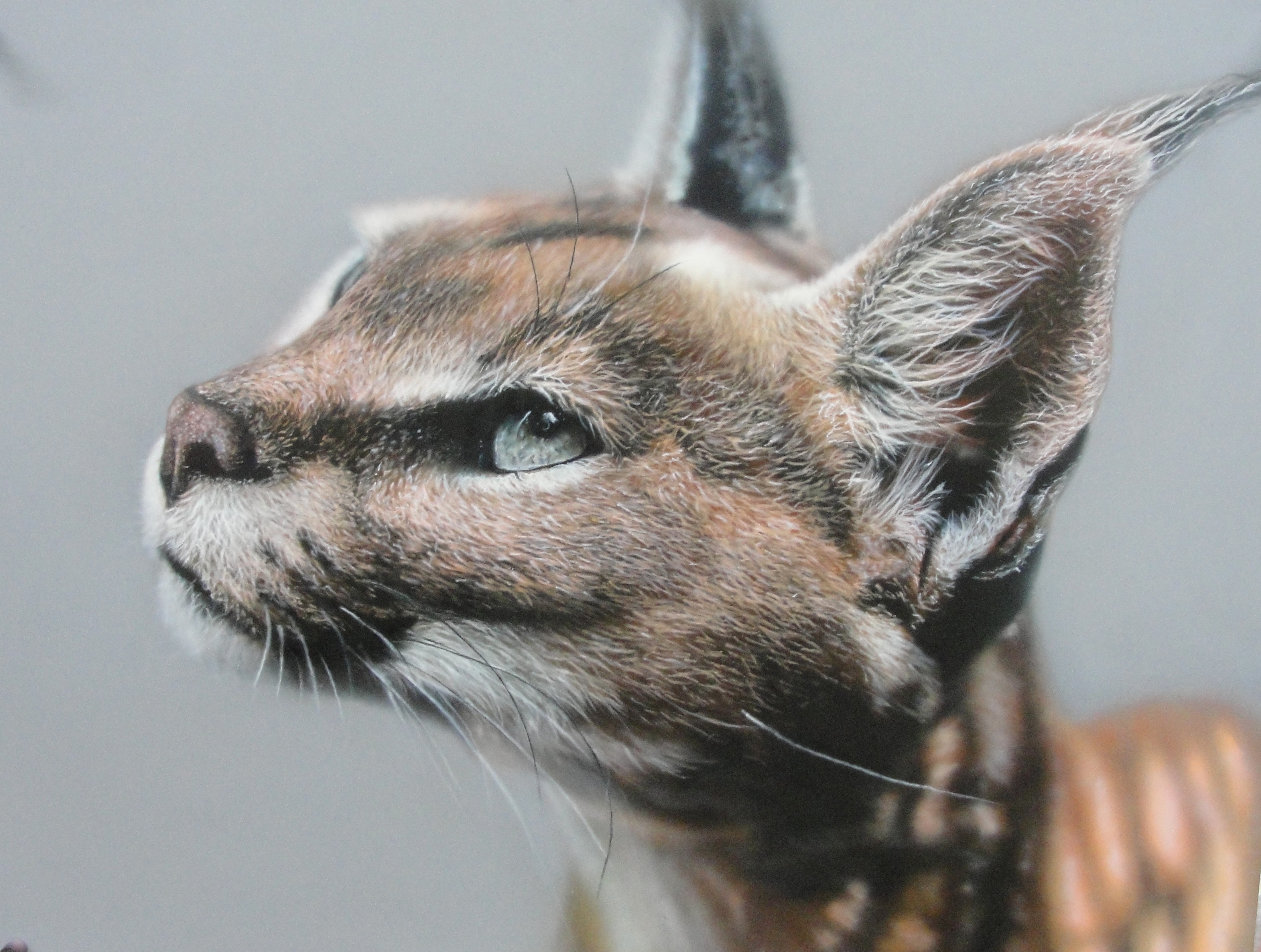 Portrait animalier