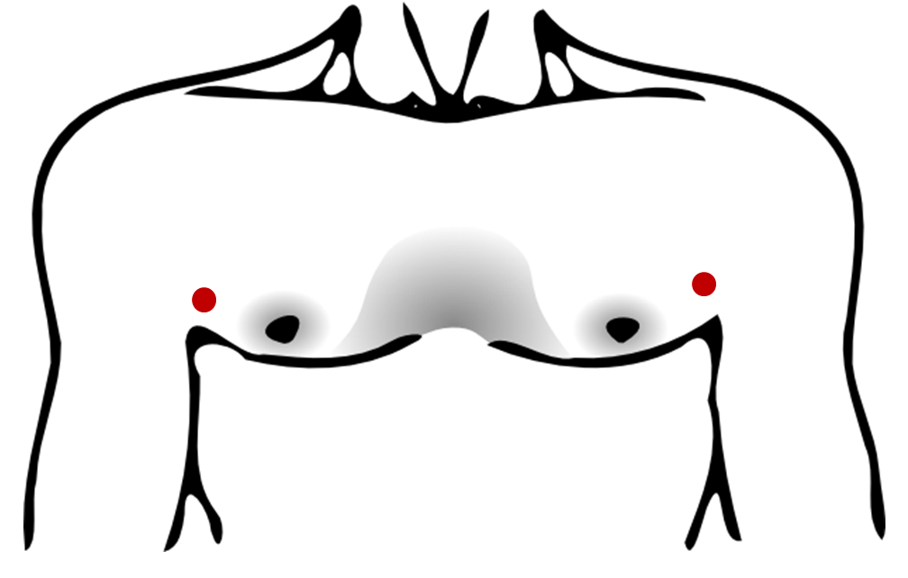 Pectoral