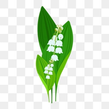 Muguet