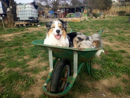 Femelle berger australien Maya