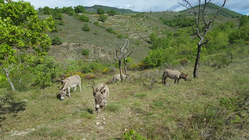Parc 2
