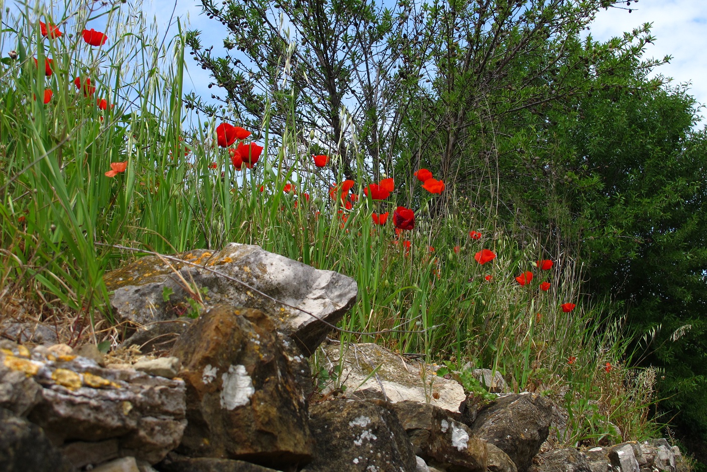 Notre belle garrigue