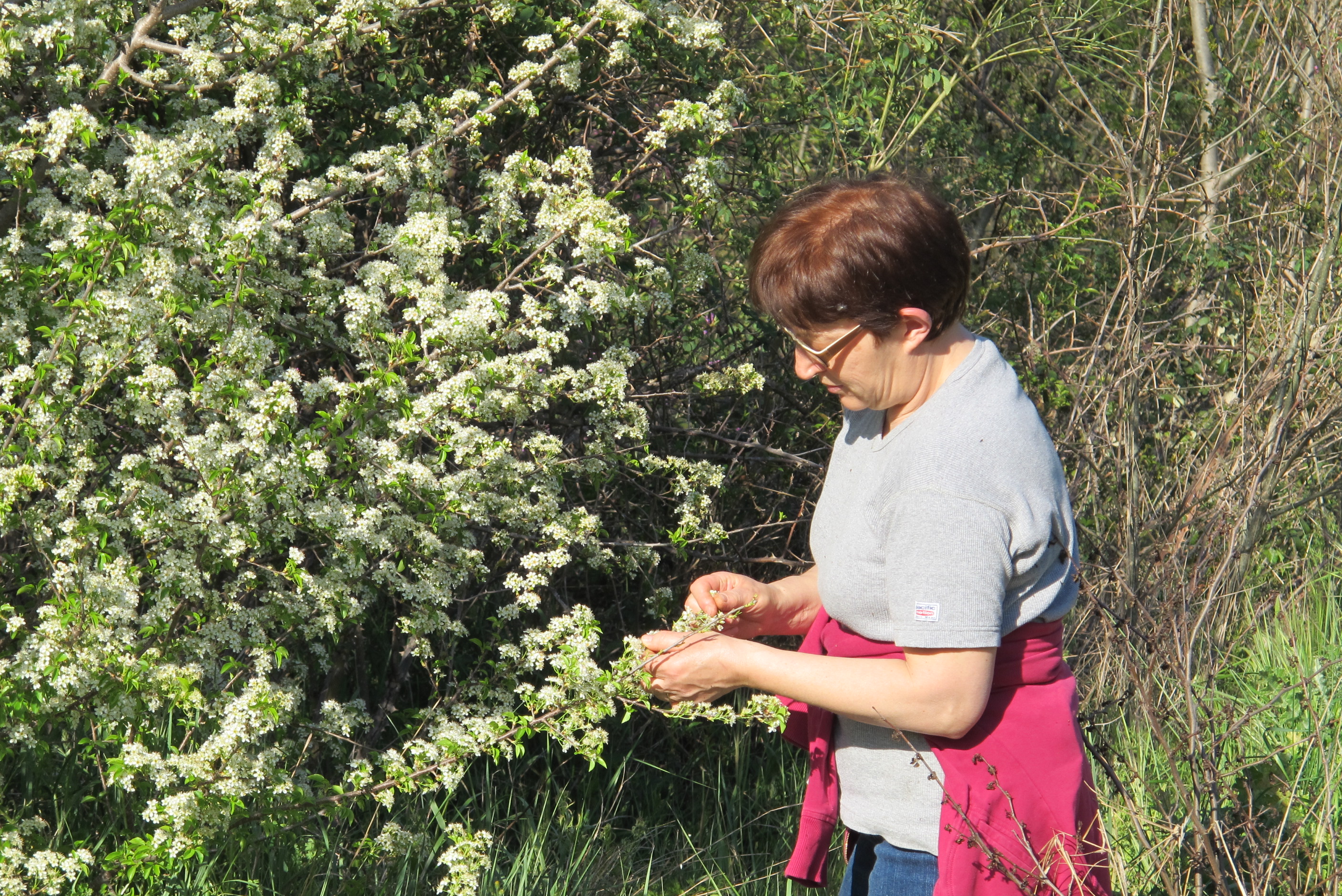 Cueillette a la main en pleine nature