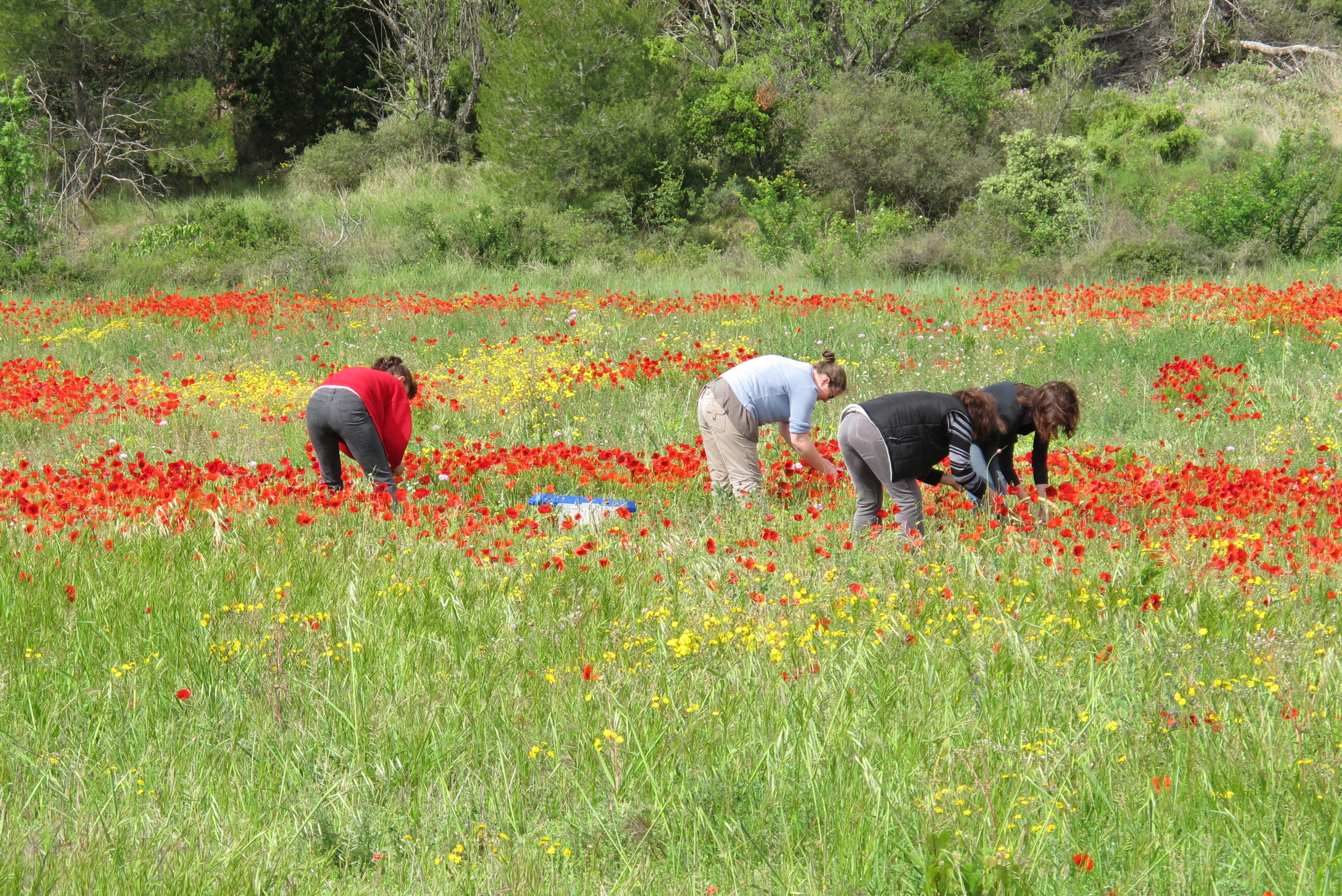 Cueillette des coquelicots en famille