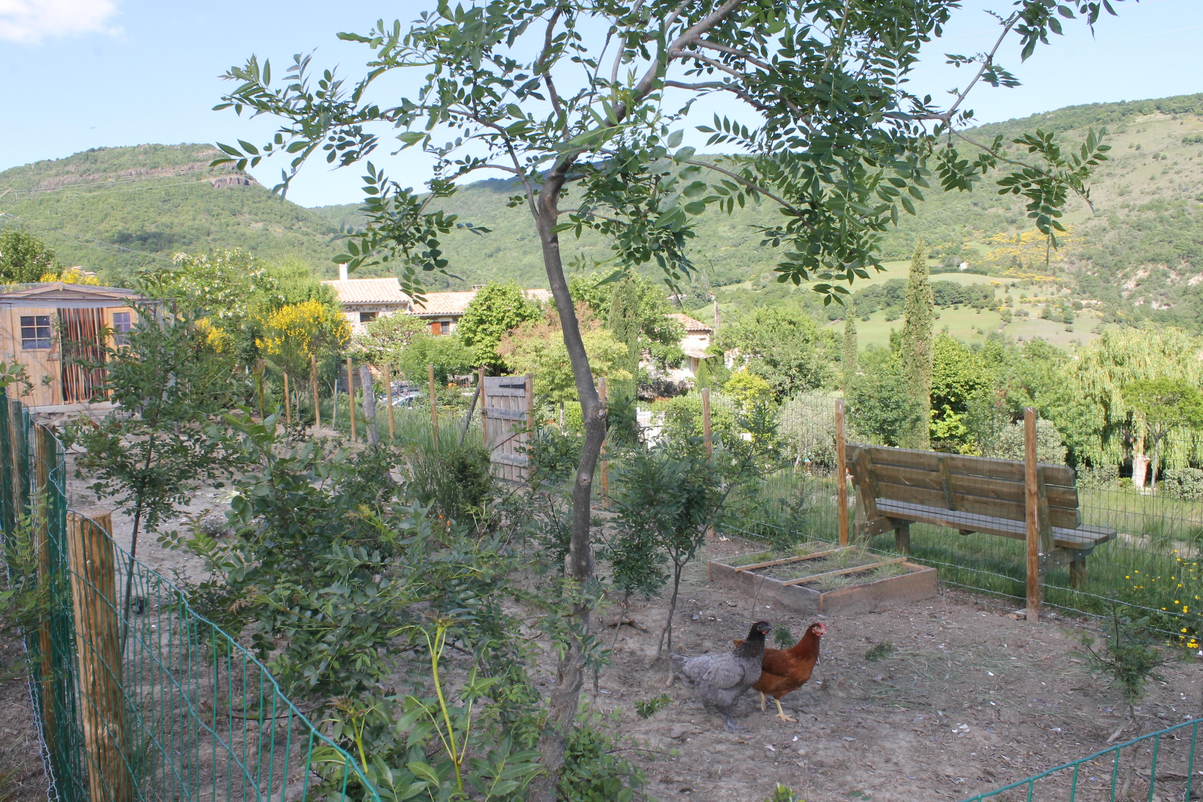Poules