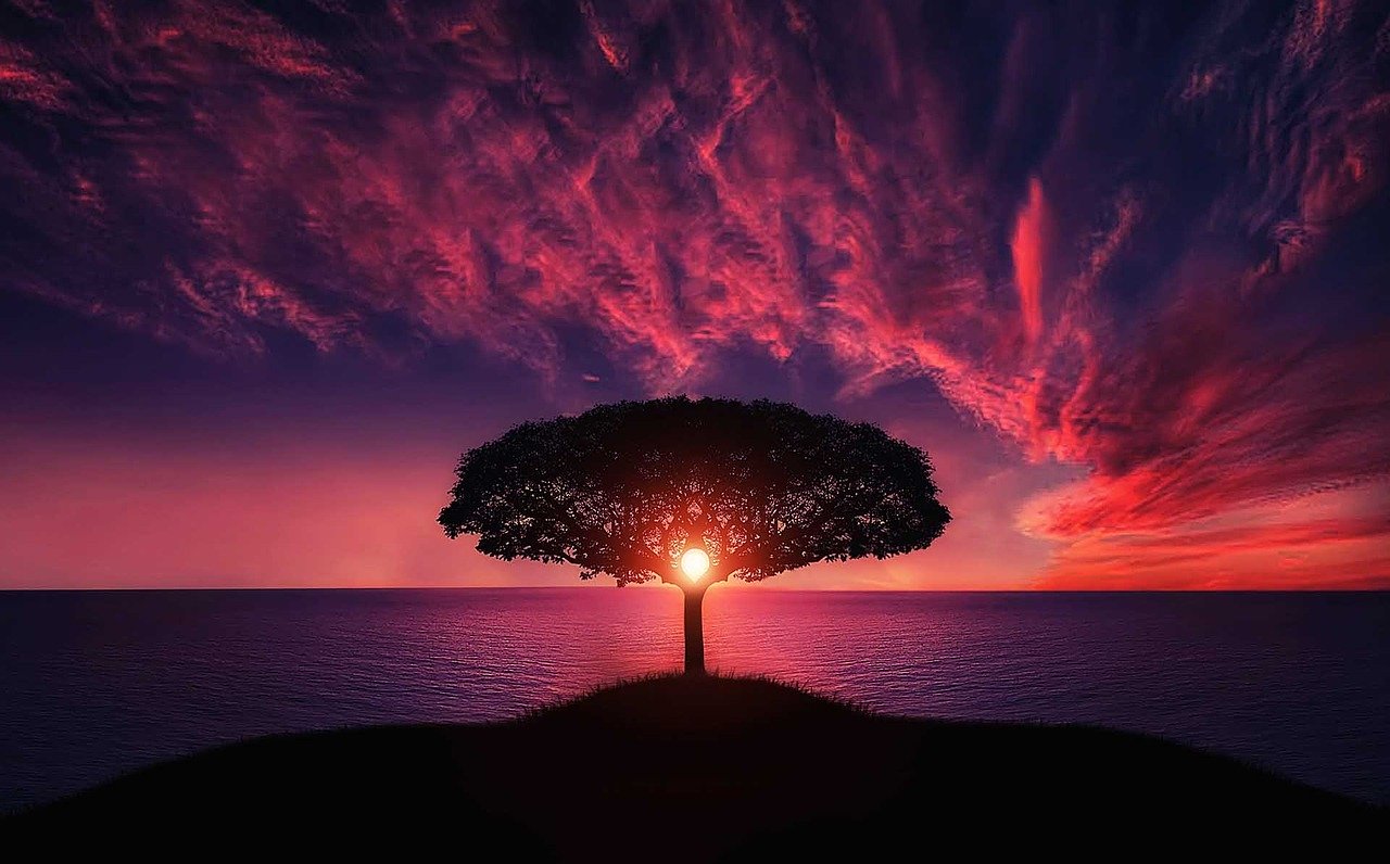 Tree 736885 1280 1 