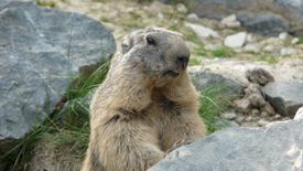 Marmotte des alpes 1 fda54 pixabay cc0 xl