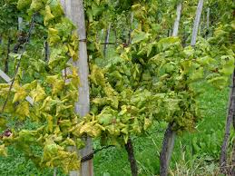 Flavescence dorée de la vigne