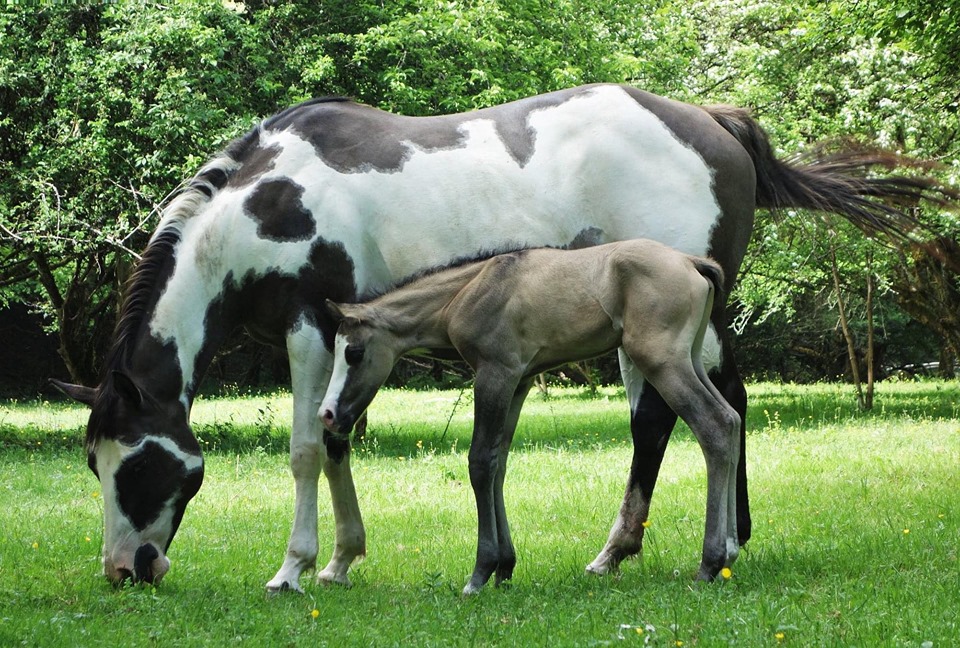 96764718 1539407902902656 4615954253846937600 n