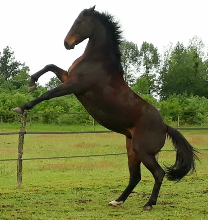 Vinci debout IMG 20200430 WA0008 2