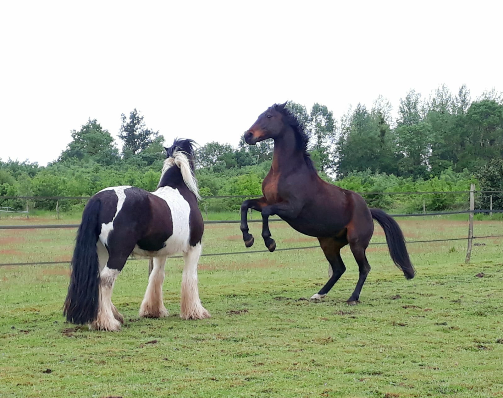 Ben vinci img 20200430 wa0006