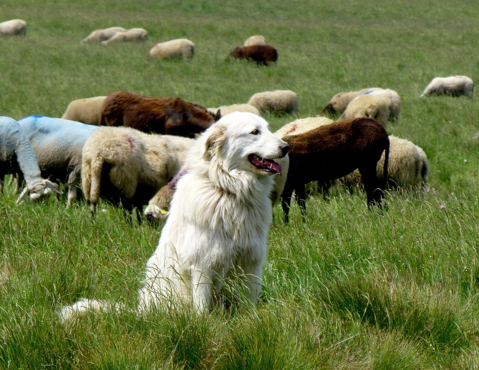 Le patou est la pour veiller sur le troupeau victime du loup 1472066474
