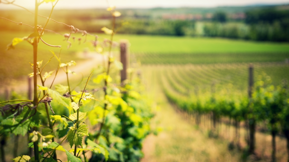 Vignes