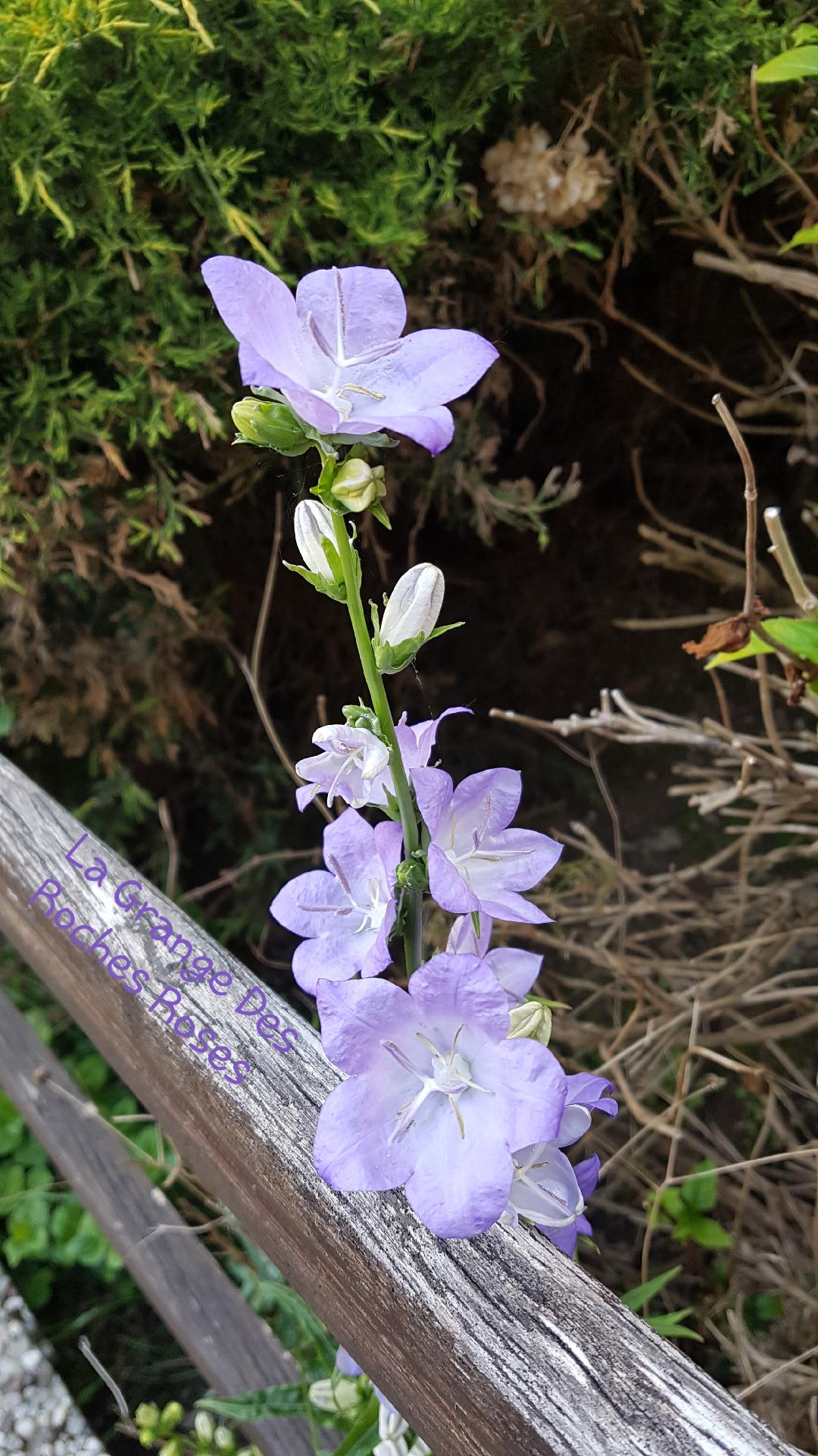 Fleur du jour