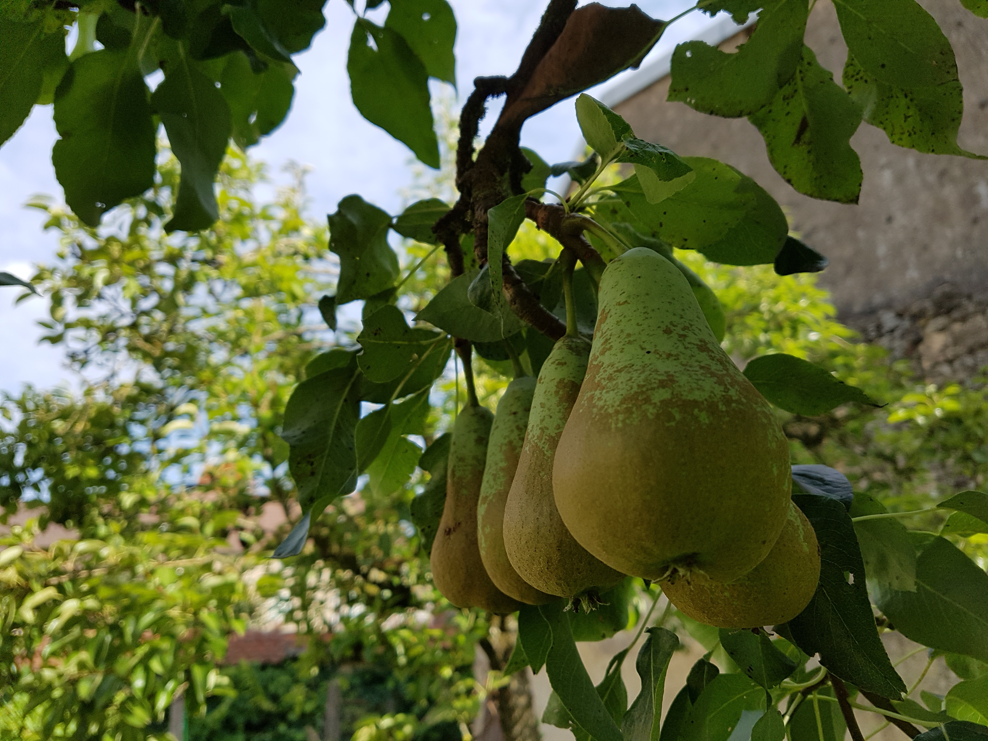 Jolis fruits à goûter sur place